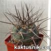 Gymnocalycium armatum
