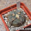 Gymnocalycium armatum MS1482 -Paichu Norte- 2