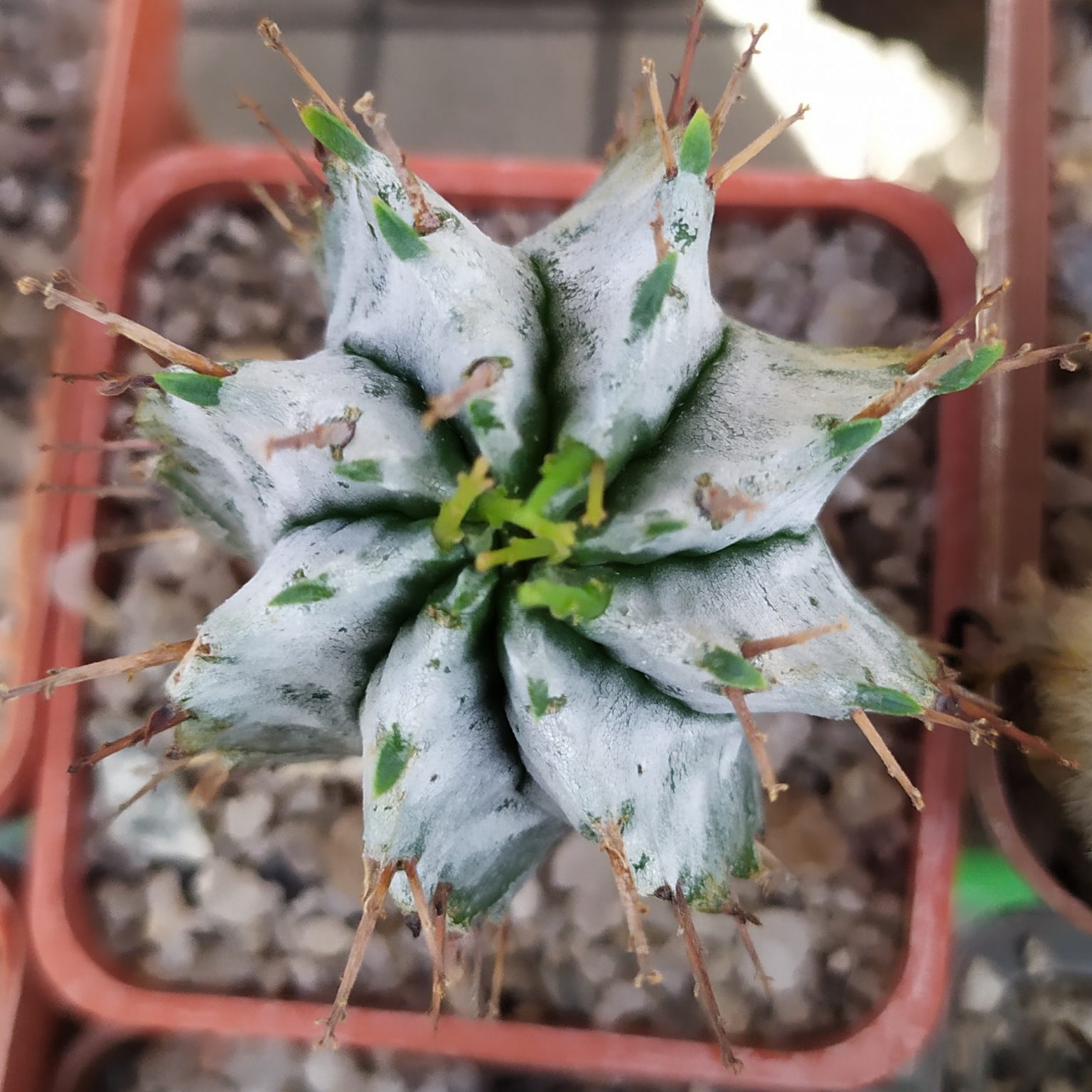 Товары — Cactus-shop