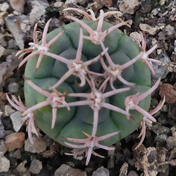 IMG_20211001_212036 IMG_20211001_212036