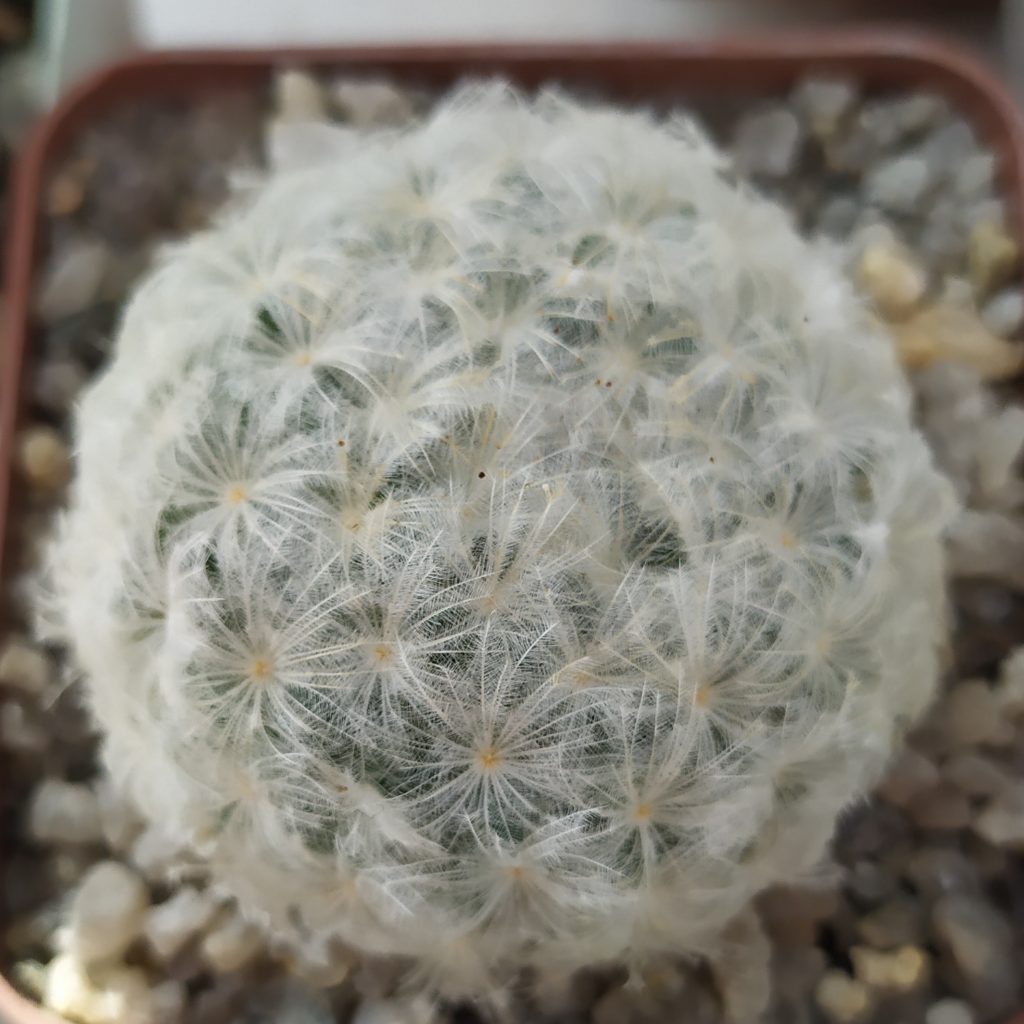 Главная — Cactus-shop