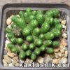 Mammillaria bocasana ‘Fred’ 1