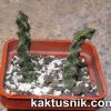 Stapelianthus hardyi -Pavelka-