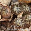 Conophytum pellucidum v neohallii Windhoek, Springbok 1444.32 IMG_9282 копия