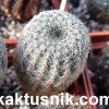 Frailea gloriosa PR 15_