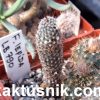 Frailea lepida LB790