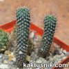 Frailea lepida LB790 (2)