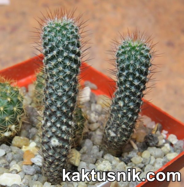 Frailea lepida LB790 (2)