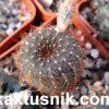 Frailea perumbilicata v.spinossiop FR1385C