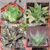 Haworthia hybrid mix