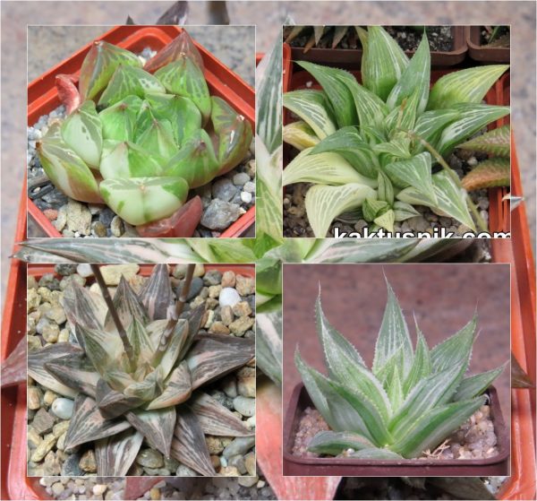 Haworthia hybrid mix