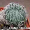 Haworthia odetteae -Lootskloof-