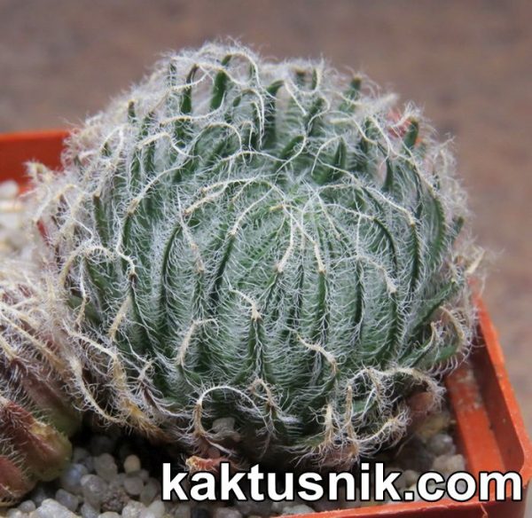 Haworthia odetteae -Lootskloof-