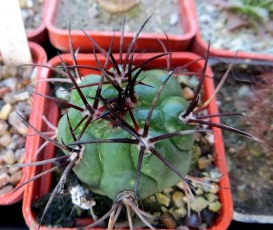 gymnocalycium zegarrae  Cactus-shop