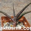 Aloe catengiana -Angola—