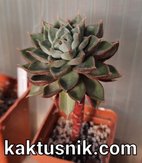 Echeveria ‘Joan Danie’l hybrid