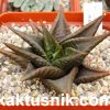Haworthia limifolia v. arcana