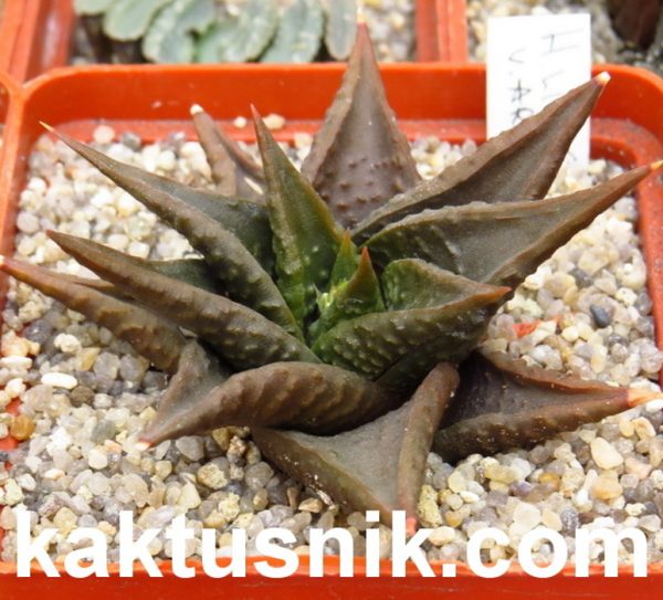 Haworthia limifolia v. arcana