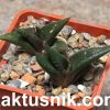 Haworthia limifolia v. arcana_