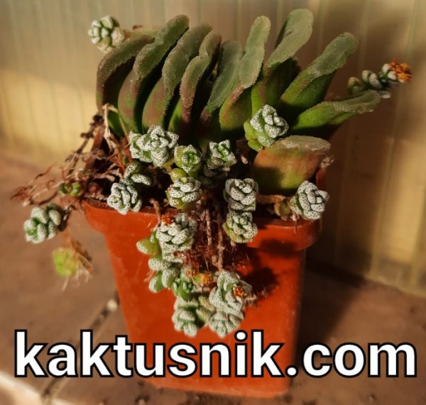 Haworthia truncata hybrid Crassula coralina