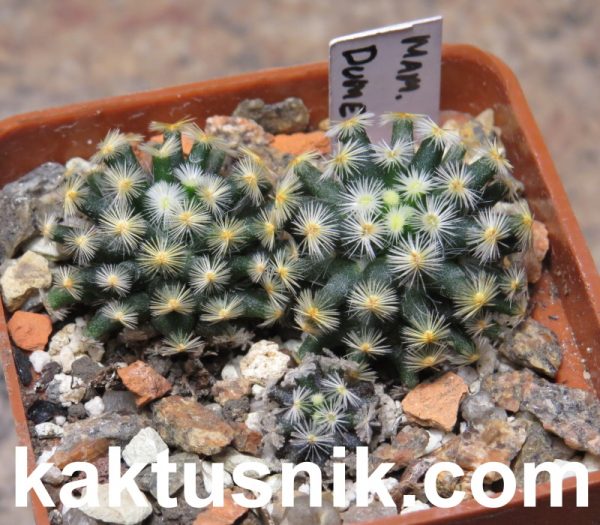 Mammillaria dumetorum