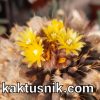 Uebelmannia buiningii