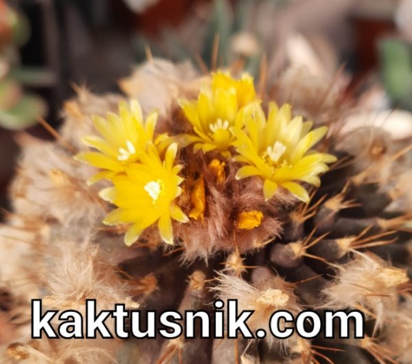 Uebelmannia buiningii