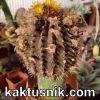 Uebelmannia buiningii_