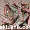 Aloe ‘Pink Blush’ hybrid x Aloe ‘Pepermint’ x ‘Vito’