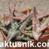 Aloe ‘Pink Blush’ hybrid x Aloe ‘Pepermint’ x ‘Vito’_