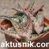 Aloe ‘Pink Blush’ hybrid x Aloe ‘Pepermint’ x ‘Vito’__