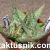 Aloe ‘Sunrise’ hybrid clon9 x Aloe ‘Pepermint’ x ‘Vito’ __