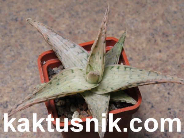 Aloe rauhii ‘Snow Flake’ hybrid