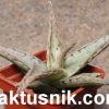 Aloe rauhii ‘Snow Flake’ hybrid _
