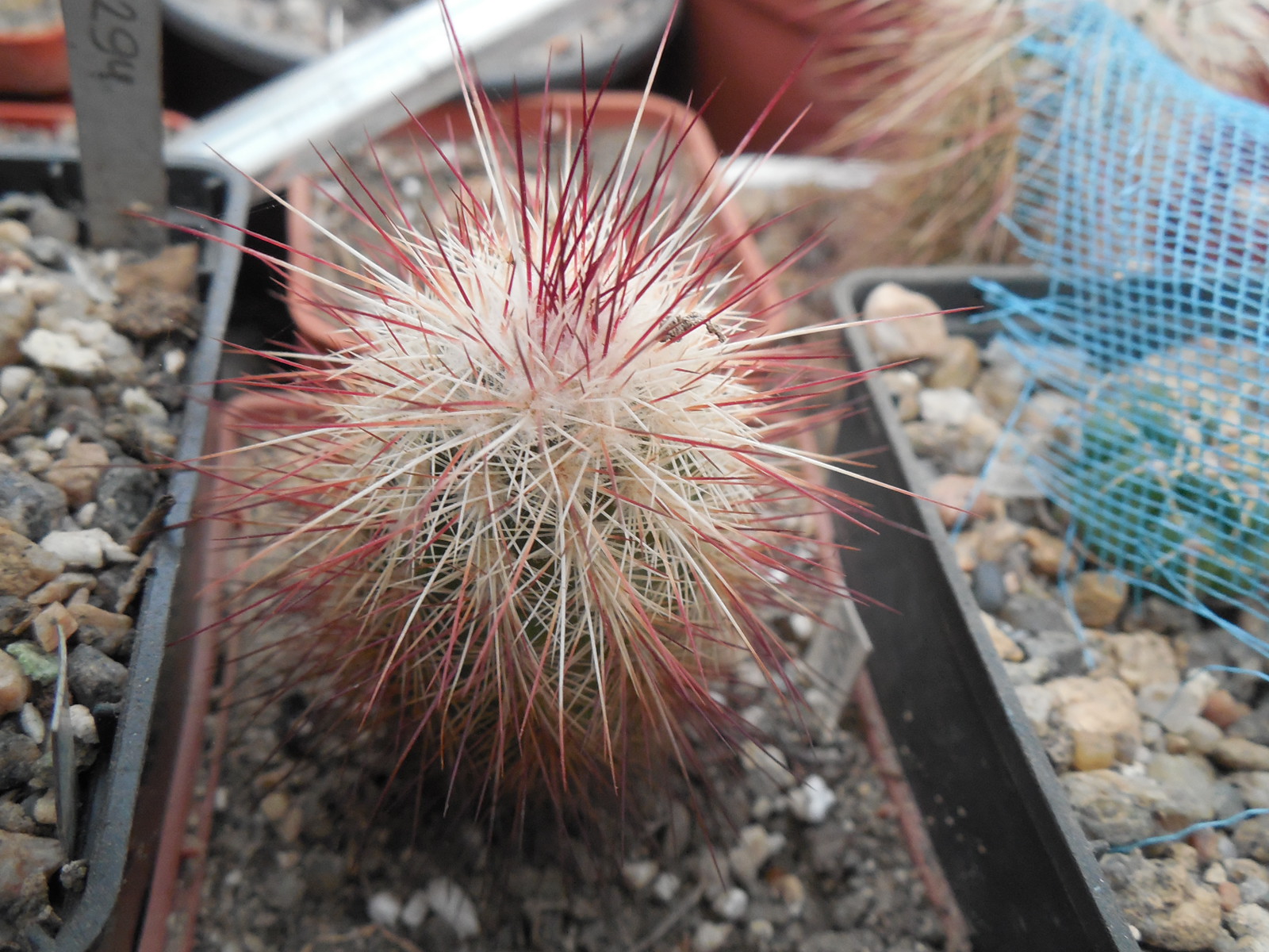 Echinocereus russanthus SB 864 - Brewster Co. Tx. - MG -  Cactus-shop