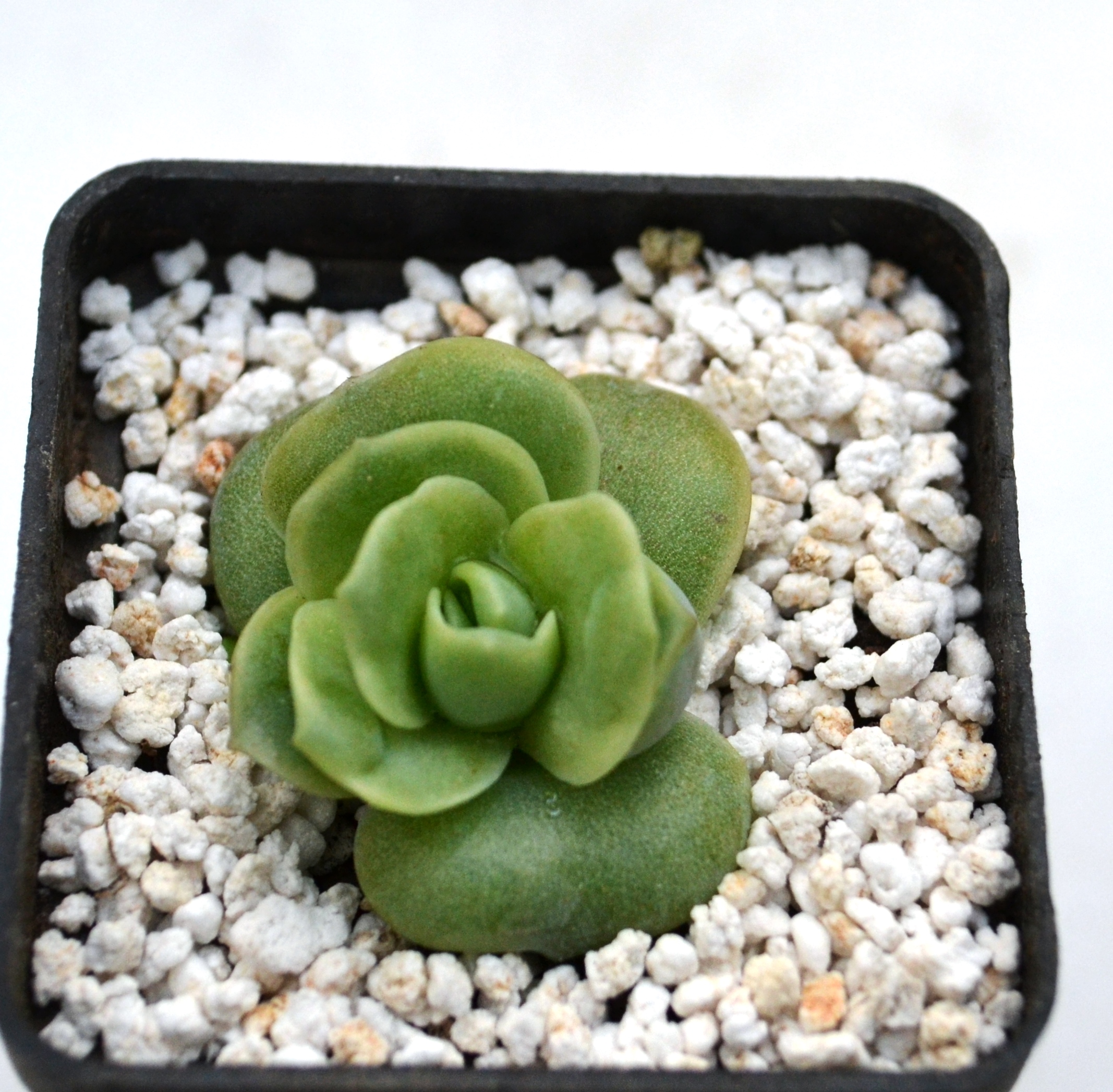 Echeveria "Lovely rose" — Cactus-shop