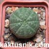 Euphorbia obesa_