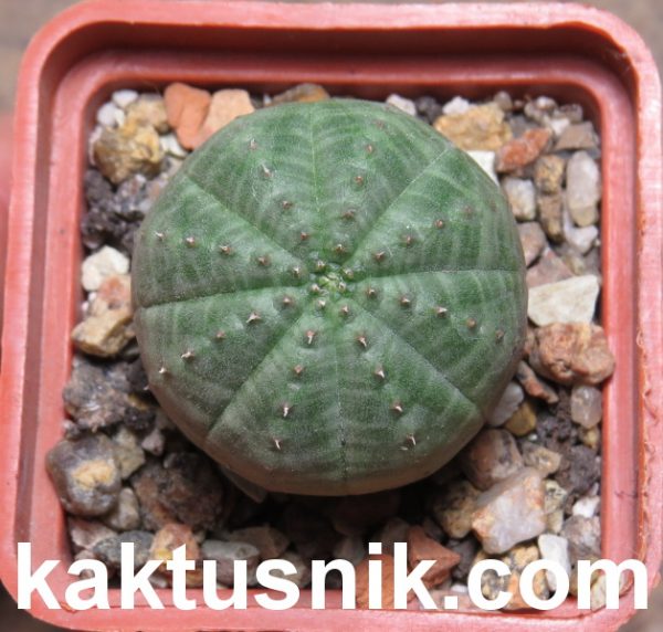 Euphorbia obesa_