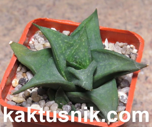 Gastrolea ‘Suchak’s Black’ Gasteria armstrongii x Aloe descongsii