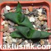 Gastrolea ‘Suchak’s Black’ Gasteria armstrongii x Aloe descongsii_