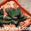 Haworthia ‘Godzilla’ 2