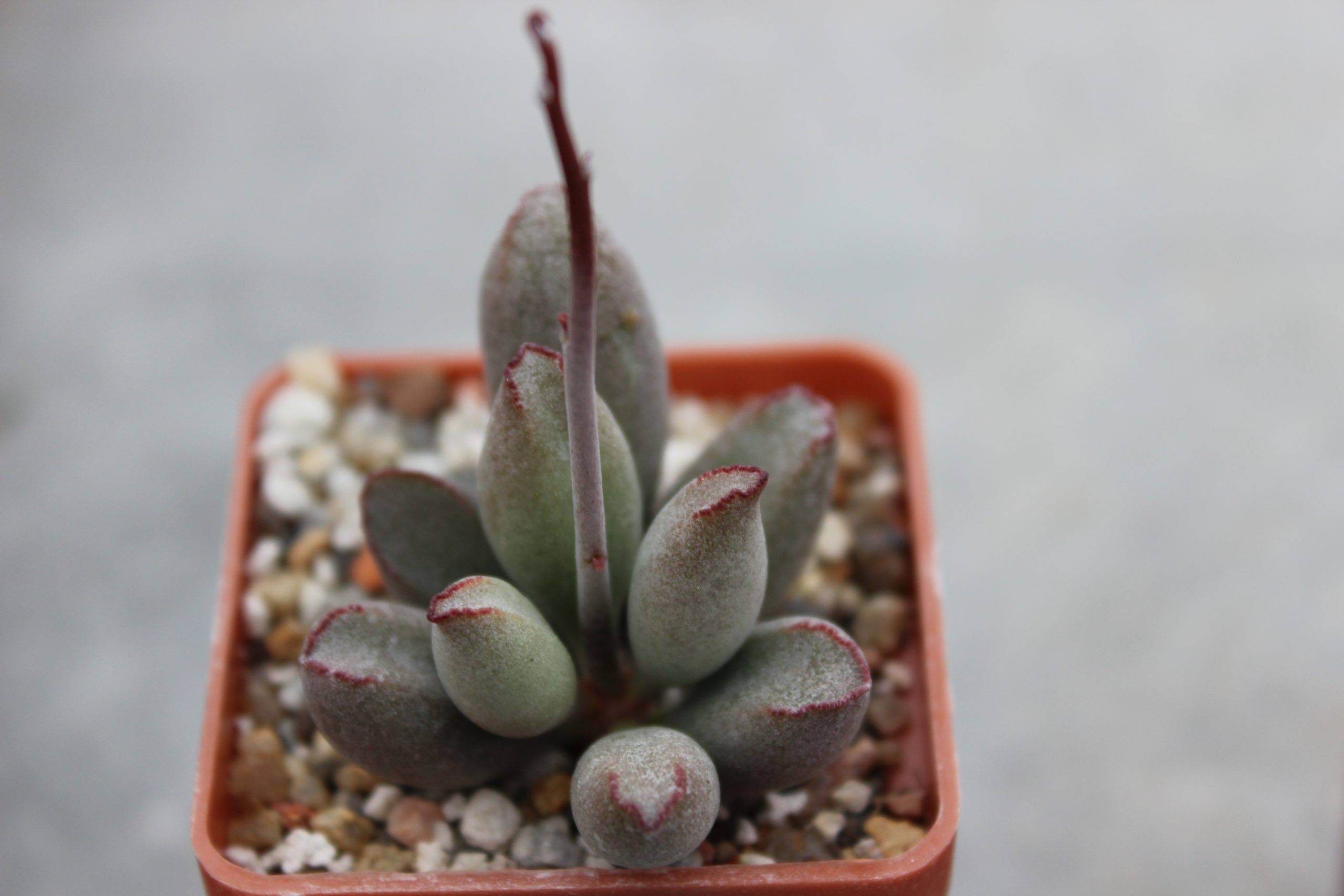 Adromischus marianiae var kubusensis — Cactus-shop