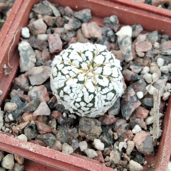 IMG_20220329_162159_1 (2)