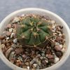 Gymnocalycium eurypleurum