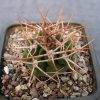 Gymnocalycium hybopleurum v. ferocior STO 498