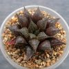 Haworthia paradoxa IB 4563