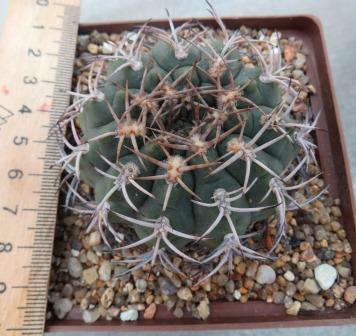 481.8 gymnocalycium pugionacanthum P72 Andangala
