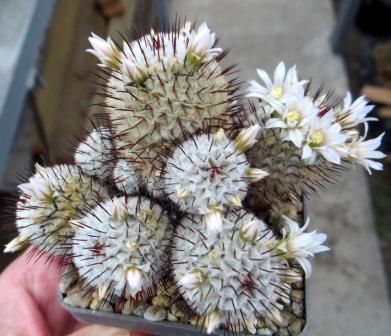 mammillaria perezdelarosae andersoniana own root  Cactus-shop
