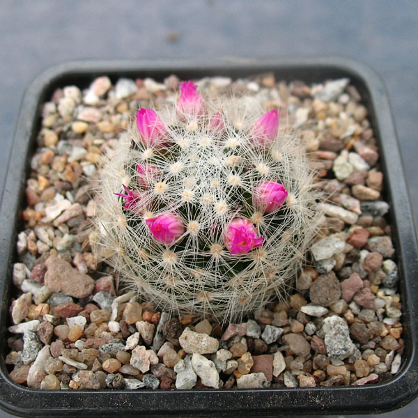 Mammillaria laui var. dasyacantha
