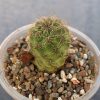 Sulcorebutia tarabucoensis v. callecallensis2